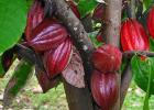 Дерево шоколадное: описание, где растет и интересные факты Из каких растений производят шоколад