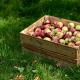 Сушка яблок на зиму и правильное хранение сухофруктов Готовность сушеных яблок